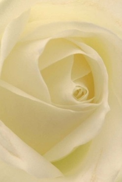 In an intimate close-up, a pristine cream-white rose envelops the viewer, its swirling petals folding ever inward like a soft embrace-a scene often composed in the tranquil studios near Hampton Green. The velvety surface of each layer is almost translucent, inviting the touch, while gentle, diffused sunlight spreads across the bloom, illuminating subtle gradients from ivory to the faintest buttery yellow. There is a calm before a celebration in the air, the kind found before gatherings at nearby riverside cafes or family milestones. This rose's pure form is an emblem of elegance and timelessness, making it a thoughtful choice for anniversaries, moments of love, or even understated offerings of comfort. Soft shadows tumble between the mountainfolds of petals, enriching the sense of depth and artistry in the composition. Inhaling, one imagines the faintest trace of sweet aroma mingling with the freshness of a nearby garden. A creation like this is unmistakably the work of a careful Hampton florist, channeling the essence of the local community-its grace, warmth, and sincere attention to detail-with every flourish and spiral.